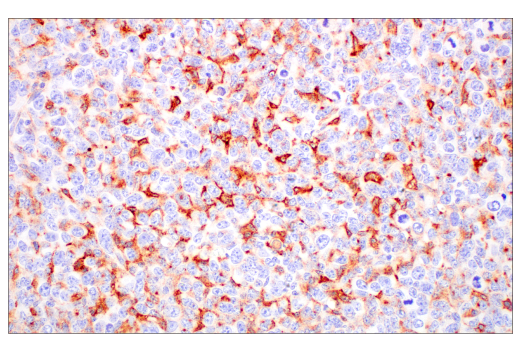 Immunohistochemistry Image 3: FcRn (E4D5I) Rabbit mAb