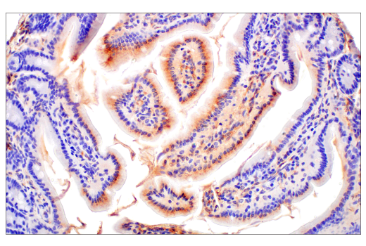 Immunohistochemistry Image 7: FcRn (E4D5I) Rabbit mAb