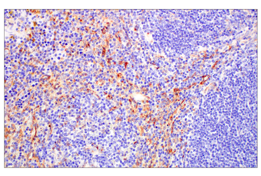 Immunohistochemistry Image 4: FcRn (E4D5I) Rabbit mAb