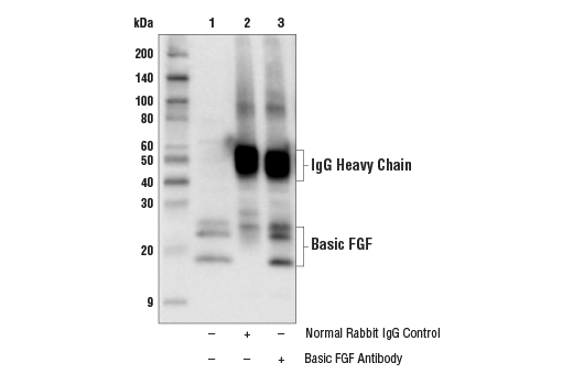Immunoprecipitation Image 1: Basic FGF Antibody