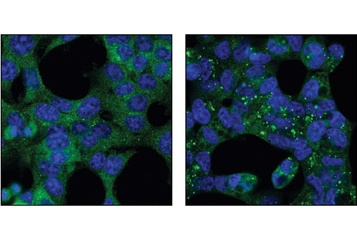 Immunofluorescence Image 1: Atg12 Antibody