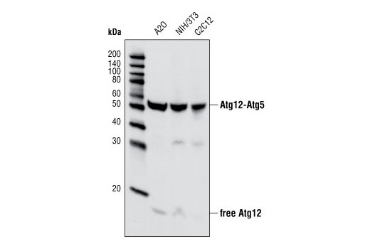 Western Blotting Image 1: Atg12 Antibody (Mouse Specific)