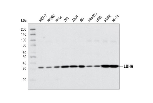 Western Blotting Image 1: LDHA Antibody