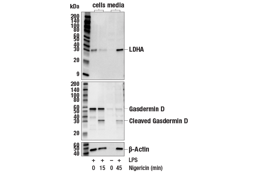 Western Blotting Image 2: LDHA Antibody
