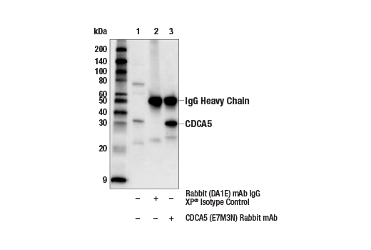 Immunoprecipitation Image 1: CDCA5 (E7M3N) Rabbit mAb