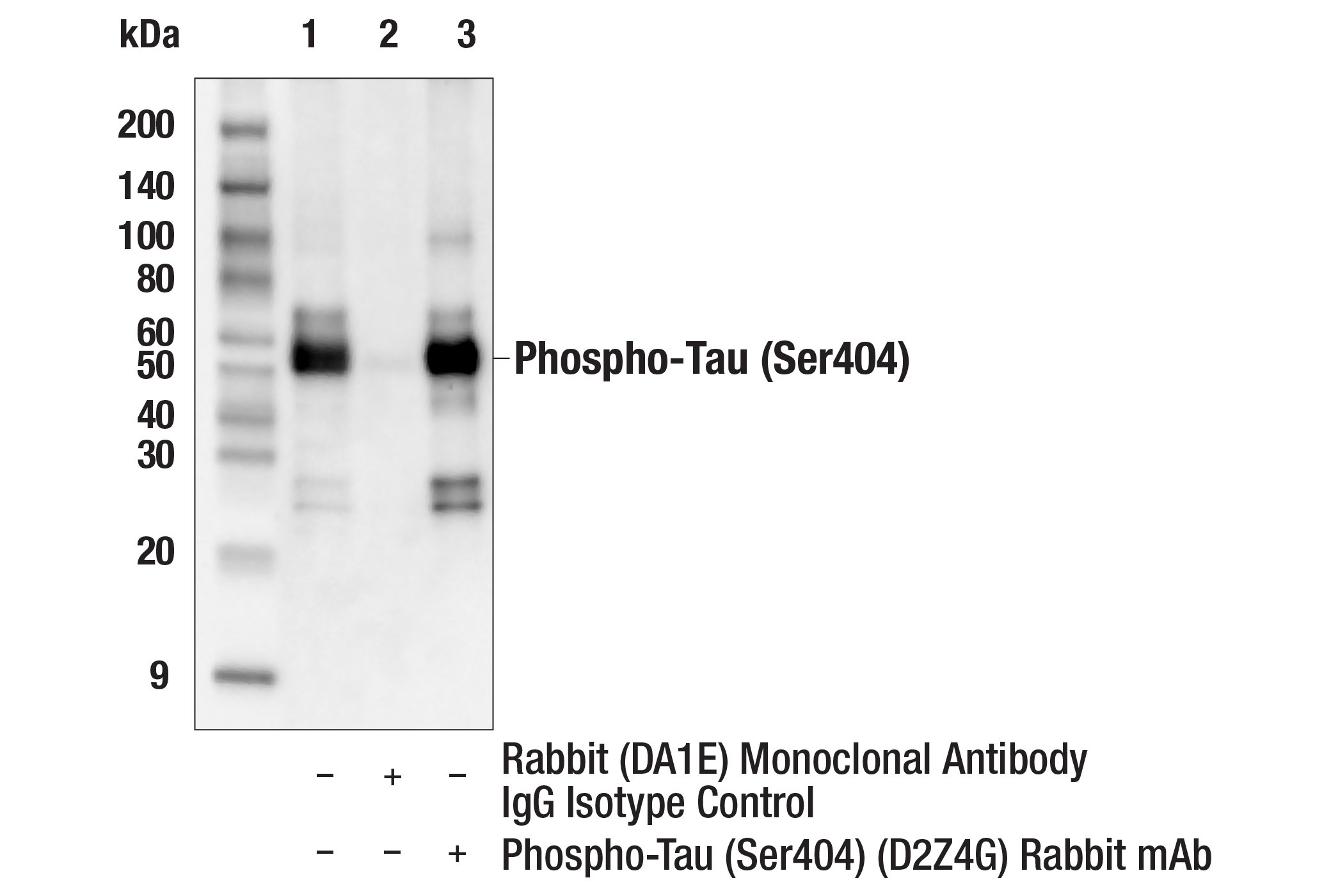 undefined Image 29: Phospho-Tau Family Antibody Sampler Kit