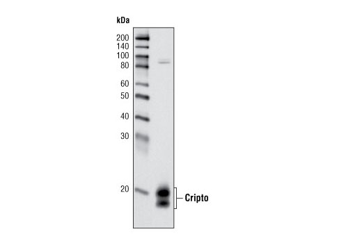 Western Blotting Image 1: Cripto Antibody