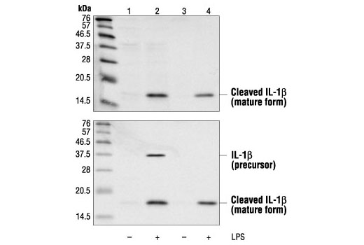 The ubiquitylation of IL-1β limits its cleavage by caspase-1 and targets it  for proteasomal degradation