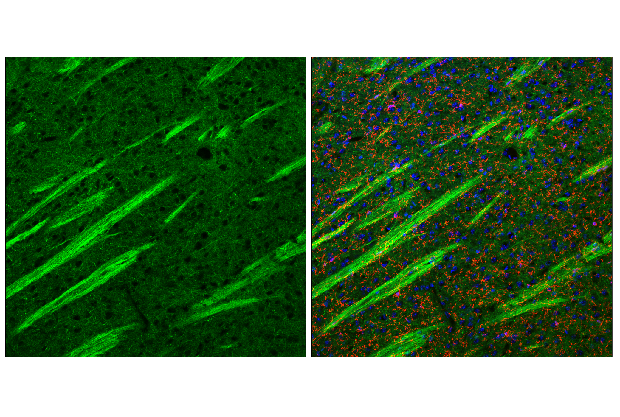 Immunofluorescence Image 2: SNAP25 (F1A9G) Mouse mAb