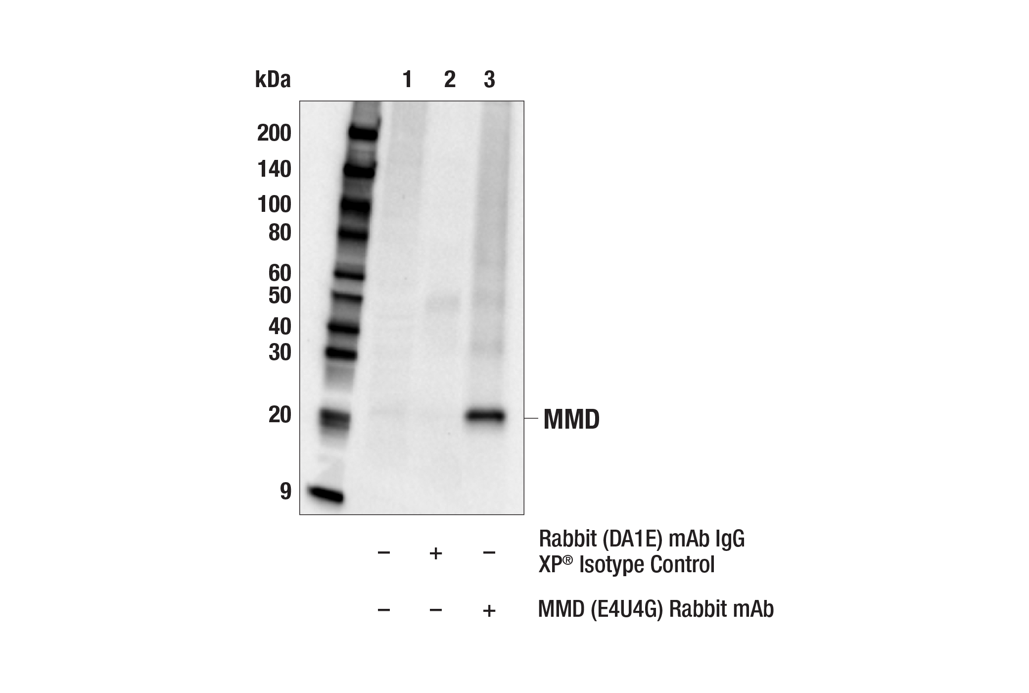 Immunoprecipitation Image 1: MMD (E4U4G) Rabbit mAb