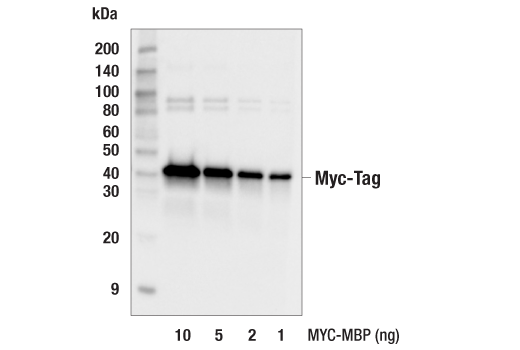 Western Blotting Image 2: Myc-Tag (E4F4D) Mouse mAb