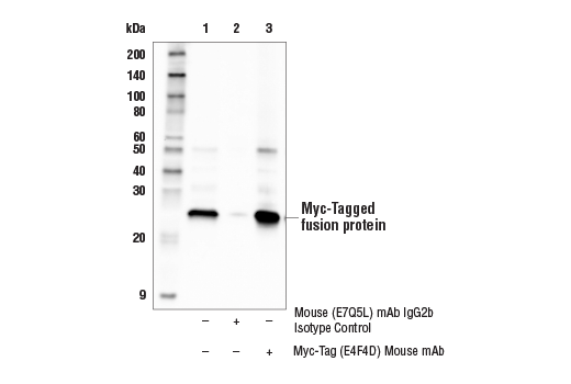 Immunoprecipitation Image 1: Myc-Tag (E4F4D) Mouse mAb