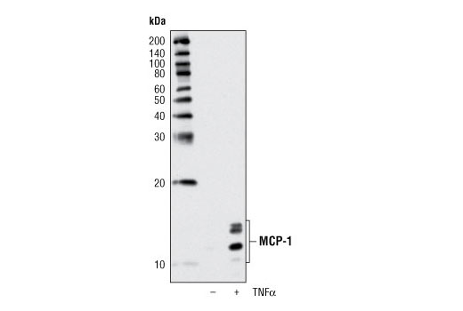 Western Blotting Image 2: MCP-1 Antibody