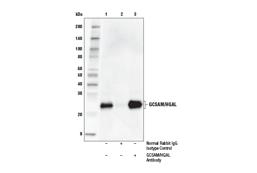 Immunoprecipitation Image 1: GCSAM/HGAL Antibody