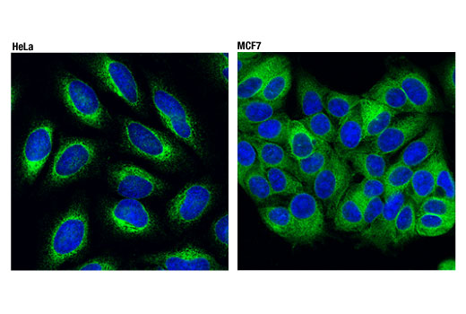Immunofluorescence Image 1: Grp94 (D6X2Q) XP® Rabbit mAb