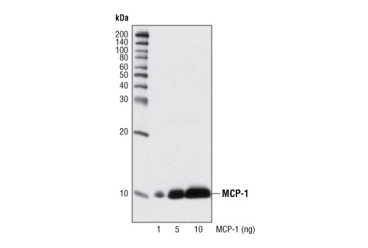 Western Blotting Image 1: MCP-1 Antibody