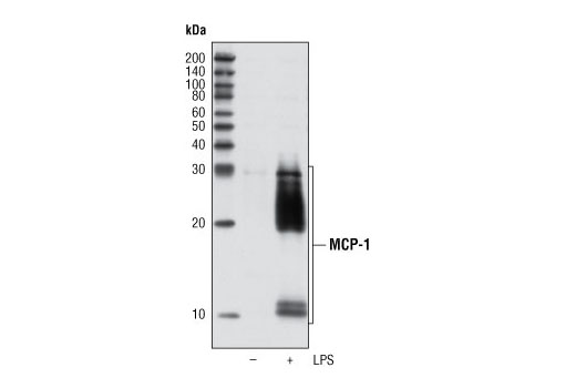 Western Blotting Image 2: MCP-1 Antibody