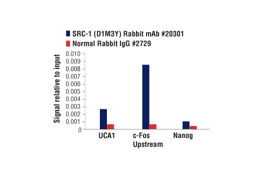 Chromatin Immunoprecipitation Image 1: SRC-1 (D1M3Y) Rabbit mAb