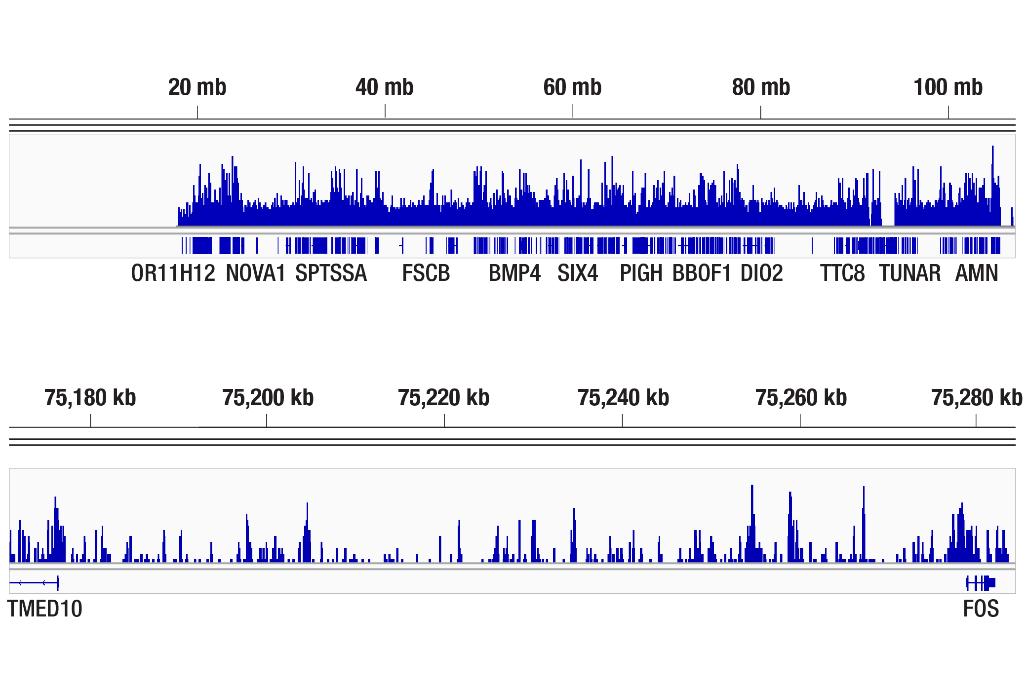 CUT & RUN Image 2: SRC-1 (D1M3Y) Rabbit Monoclonal Antibody
