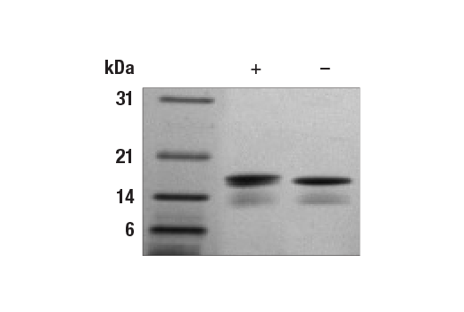  Image 1: Mouse IL-16 Recombinant Protein