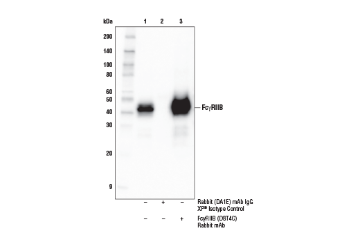 Immunoprecipitation Image 1: FcγRIIB (D8T4C) Rabbit mAb