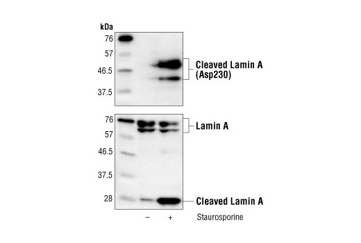 Western Blotting Image 1: Cleaved Lamin A (Asp230) Antibody