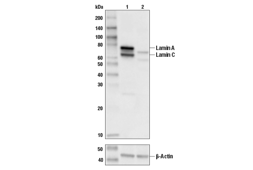 Western Blotting Image 1: Lamin A/C Antibody