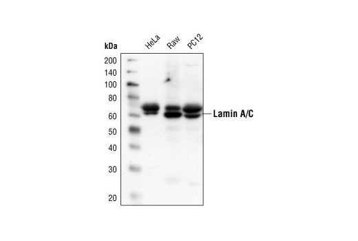 Western Blotting Image 3: Lamin A/C Antibody