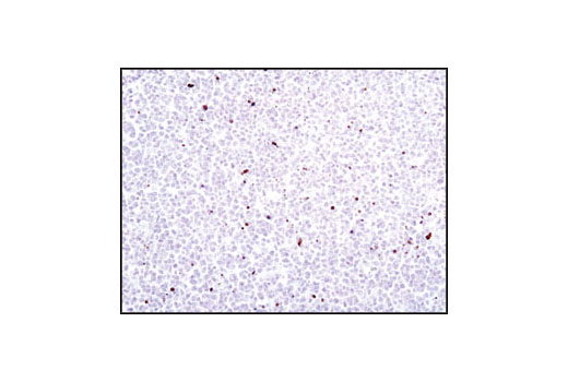 Immunohistochemistry Image 2: Cleaved Lamin A (Small Subunit) Antibody