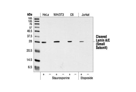  Image 2: Microglia LPS-Related Module Antibody Sampler Kit