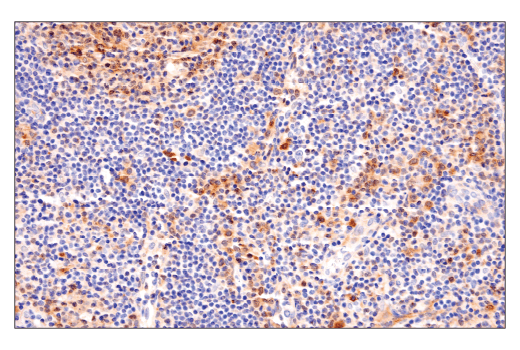 Immunohistochemistry Image 4: LC3B (E5Q2K) Mouse mAb (BSA and Azide Free)