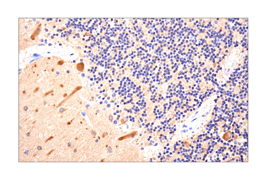 Immunohistochemistry Image 6: LC3B (E5Q2K) Mouse mAb (BSA and Azide Free)