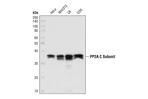 Western Blotting Image 1: PP2A C Subunit Antibody
