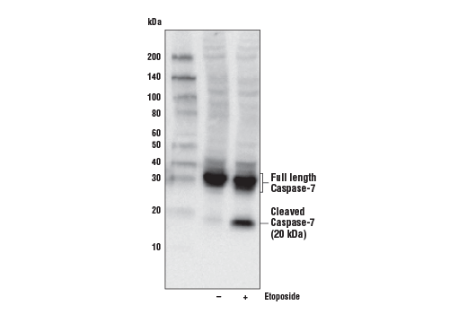  Image 1: Jurkat Apoptosis Cell Extracts (etoposide)