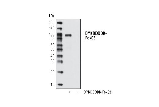 Western Blotting Image 1: DYKDDDDK Tag Antibody (Binds to same epitope as Sigma's Anti-FLAG® M2 Antibody) (HRP Conjugate)