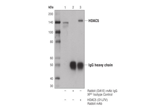 Immunoprecipitation Image 1: HDAC5 (D1J7V) Rabbit mAb