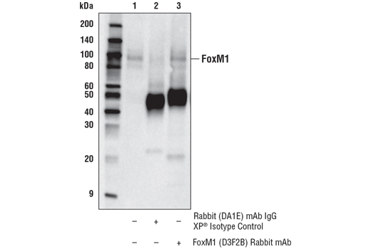 Immunoprecipitation Image 1: FoxM1 (D3F2B) Rabbit mAb