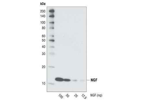 Western Blotting Image 1: NGF Antibody