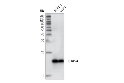 Western Blotting Image 1: CENP-A (C5H3) Rabbit mAb (Mouse Specific)