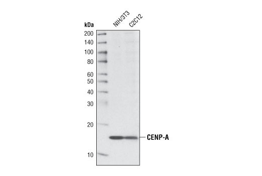 Western Blotting Image 1: CENP-A (C51A7) Rabbit mAb (Mouse Specific)