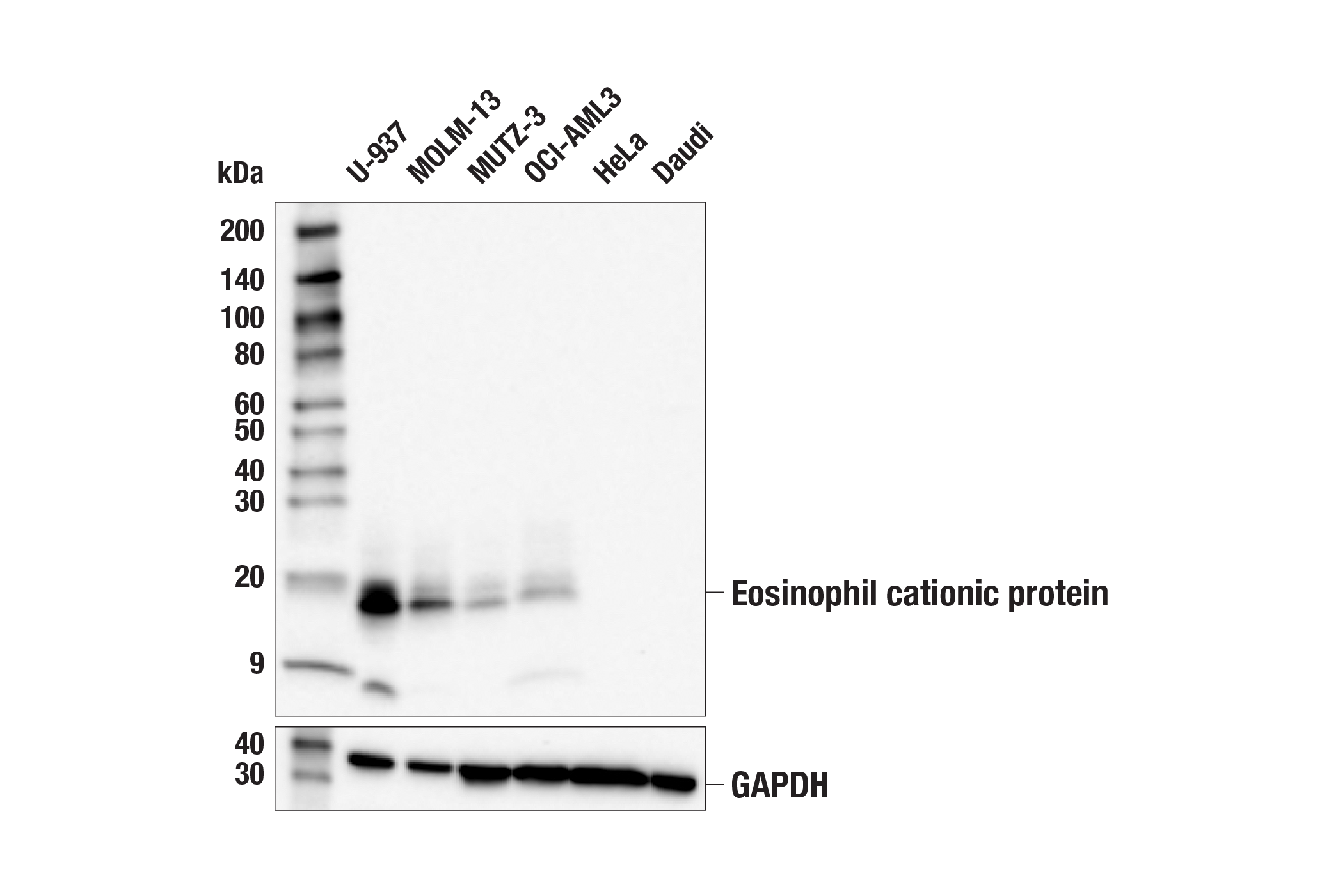 Western Blotting Image 1: Eosinophil cationic protein (E6U5M) Rabbit mAb (BSA and Azide Free)