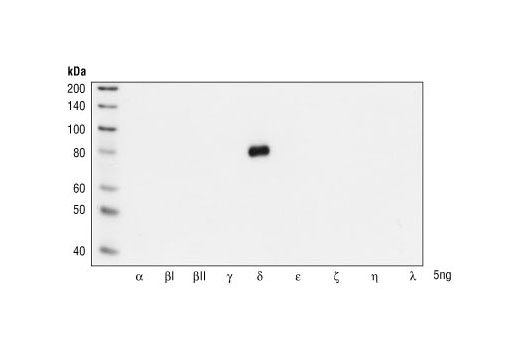 Western Blotting Image 1: PKCδ Antibody