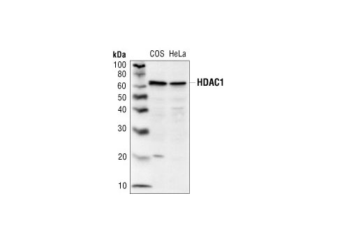 Western Blotting Image 1: Histone Deacetylase 1 (HDAC1) Antibody