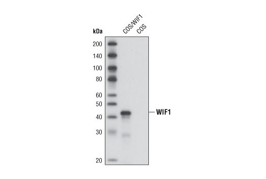 Western Blotting Image 1: WIF1 Antibody