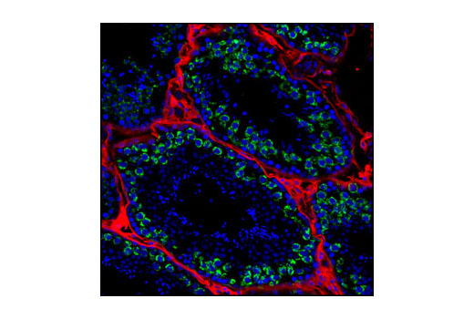 Immunofluorescence Image 1: Mili Antibody