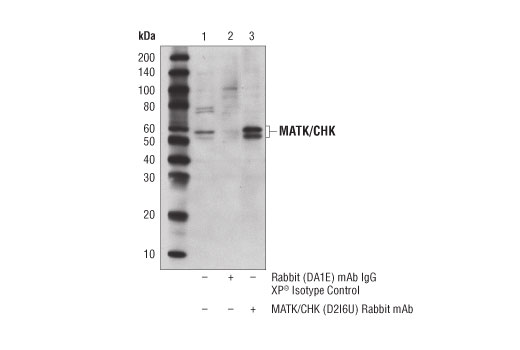 Immunoprecipitation Image 1: MATK/CHK (D2I6U) Rabbit mAb