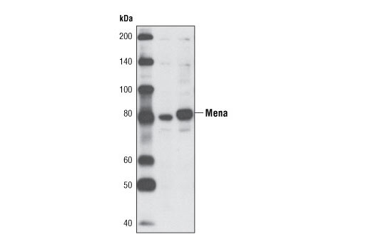 Western Blotting Image 1: Mena Antibody