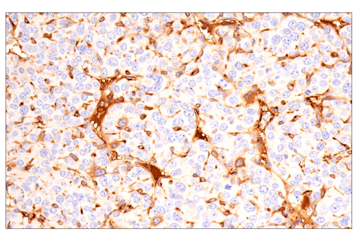Immunohistochemistry Image 6: ApoE (E7X2A) Rabbit mAb (BSA and Azide Free)