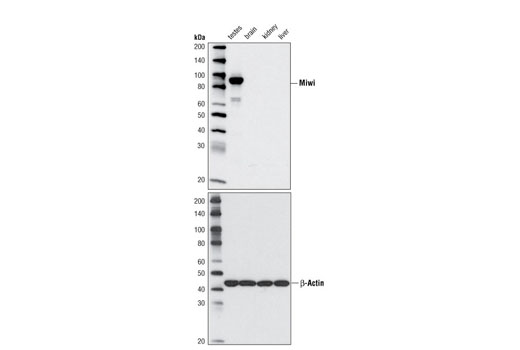 Western Blotting Image 1: Miwi (G82) Antibody