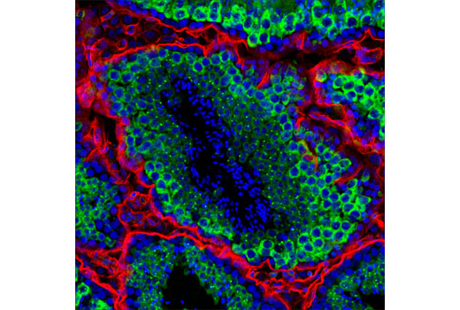 Immunofluorescence Image 1: Miwi (G82) Antibody